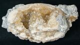 Clam Fossil with Golden Calcite Crystals - #14720-1